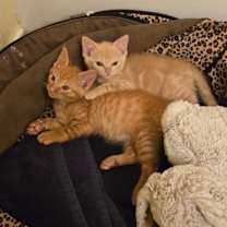 Thumbnail photo of Ty - BONDED with Joe - 21 Pilots Litter #4