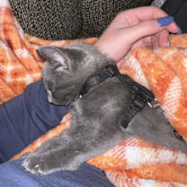 Thumbnail photo of Ares #1