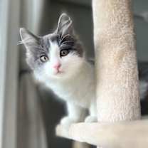 Thumbnail photo of Odysseus #1