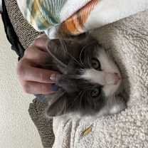 Thumbnail photo of Odysseus #2