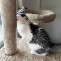 Thumbnail photo of Odysseus #3