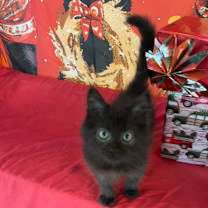 Thumbnail photo of Pooh #1