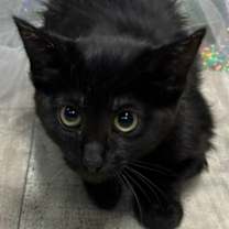 Thumbnail photo of Bugle #1