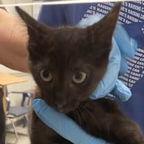 Thumbnail photo of Bugle #2