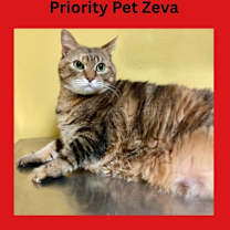 Thumbnail photo of Zeva  *A PRIORITY PET* #1