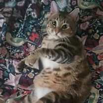 Thumbnail photo of Bulldozer (BullCat) #2