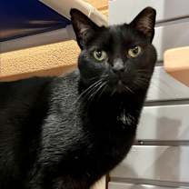 Thumbnail photo of Jesse Owens #1