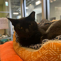 Thumbnail photo of Jesse Owens #2