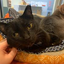 Thumbnail photo of Jesse Owens #3