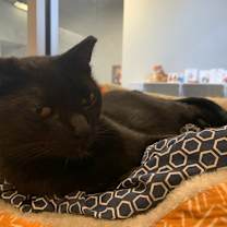 Thumbnail photo of Jesse Owens #4