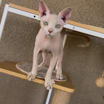 Thumbnail photo of Hammy #3