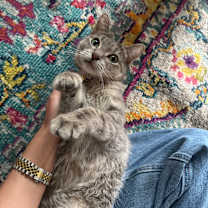 Thumbnail photo of Lime Margarita #1