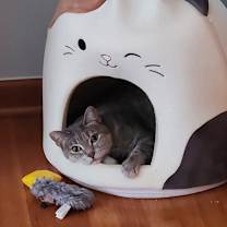 Thumbnail photo of Lime Margarita #3