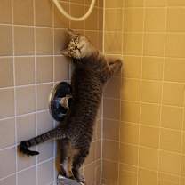 Thumbnail photo of Lime Margarita #4