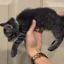 Thumbnail photo of Valerie #3