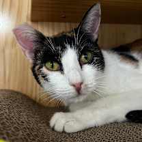 Thumbnail photo of Tiny #1