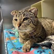 Thumbnail photo of Beef Cake #1