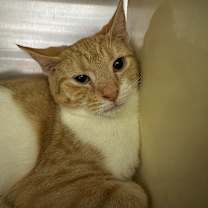 Thumbnail photo of Pot Roast #1