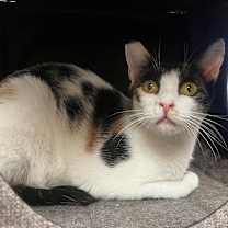 Thumbnail photo of Tiny #3