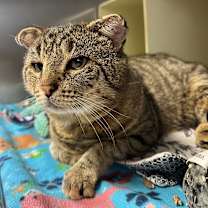 Thumbnail photo of Beef Cake #3