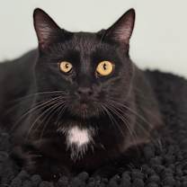 Thumbnail photo of Dinky #1