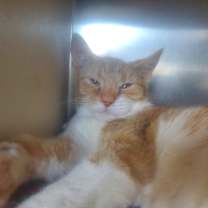 Thumbnail photo of Pot Roast #3