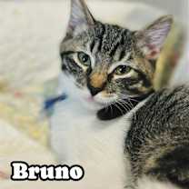 Thumbnail photo of Bruno #1