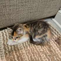 Thumbnail photo of Linus and Lucy #3