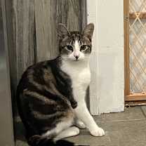 Thumbnail photo of Dilly #1