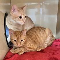 Thumbnail photo of Ms. Fancy Feast #3