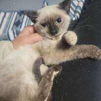 Thumbnail photo of Bailey #4