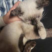 Thumbnail photo of Bailey #3