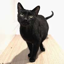 Thumbnail photo of Bagheera #4