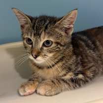 Thumbnail photo of MayMay #2