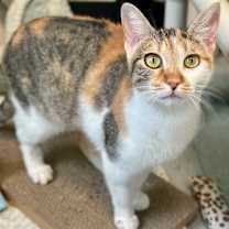 Thumbnail photo of Maisie #1