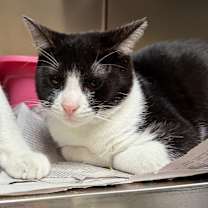 Thumbnail photo of Michelin #1