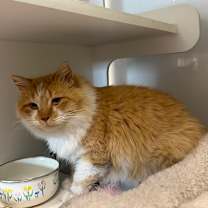 Thumbnail photo of Marcellus #2