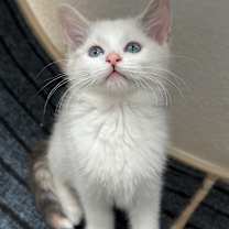 Thumbnail photo of Sugarplum #1