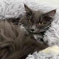 Thumbnail photo of Toad #2