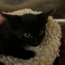 Thumbnail photo of Chicken #2