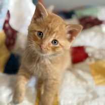 Thumbnail photo of Dorito #3