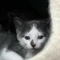 Thumbnail photo of George Marigold (& Hazel) #1