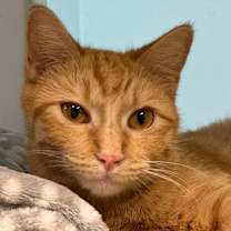 Thumbnail photo of Aslan #1