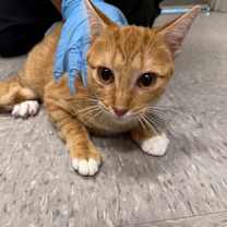 Thumbnail photo of Lucy #2