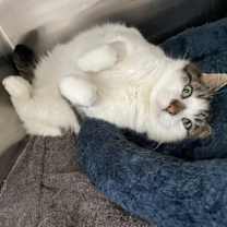 Thumbnail photo of Kenny Rogers #2