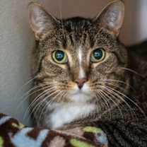 Thumbnail photo of Shiloh #2