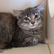 Thumbnail photo of Corra #2