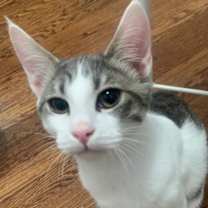 Thumbnail photo of Buddy (and Spicy) #1