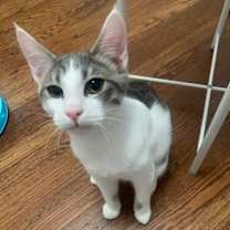 Thumbnail photo of Buddy (and Spicy) #3