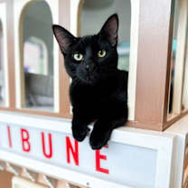 Thumbnail photo of Padrick (bonded with Dream) #2